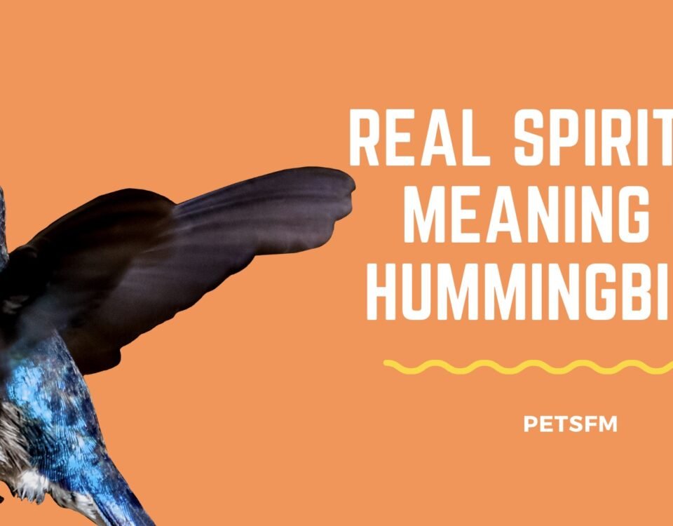 Real Spiritual Meaning of Hummingbirds [UPDATED 2023]